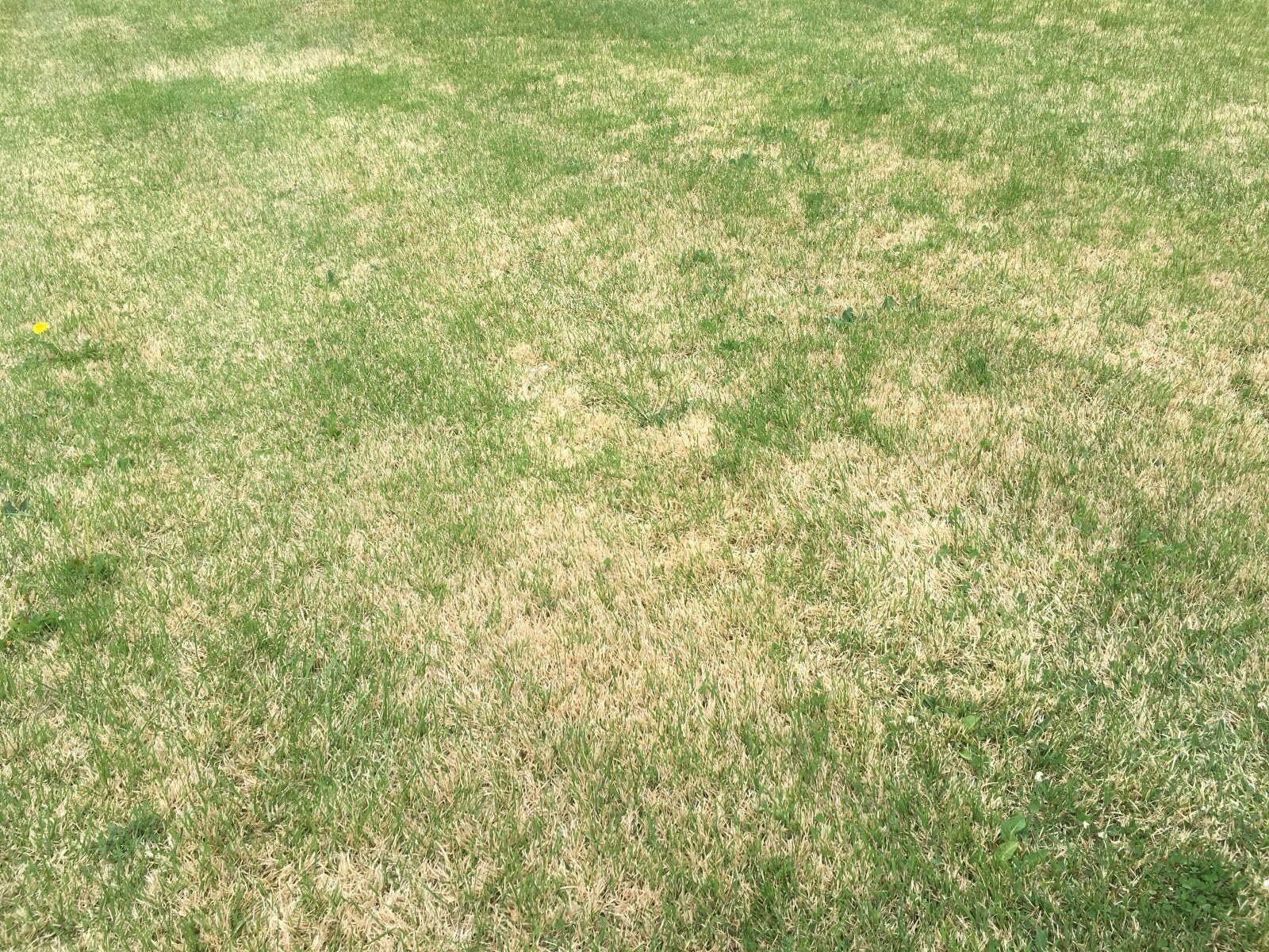 Is My Lawn Dead? 3 Considerations (& What to Do)
